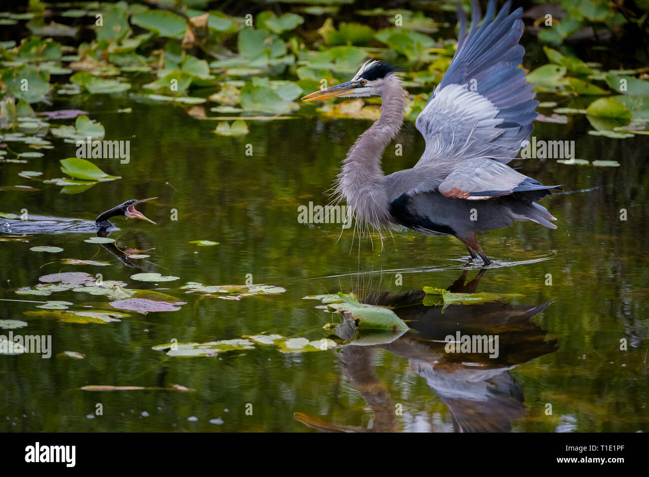 Multi-azione di parte di immagini in una sequenza di un Anhinga lancio di sé al di fuori dell'acqua di attaccare un grande airone cenerino, in Everglades della Florida. Foto Stock