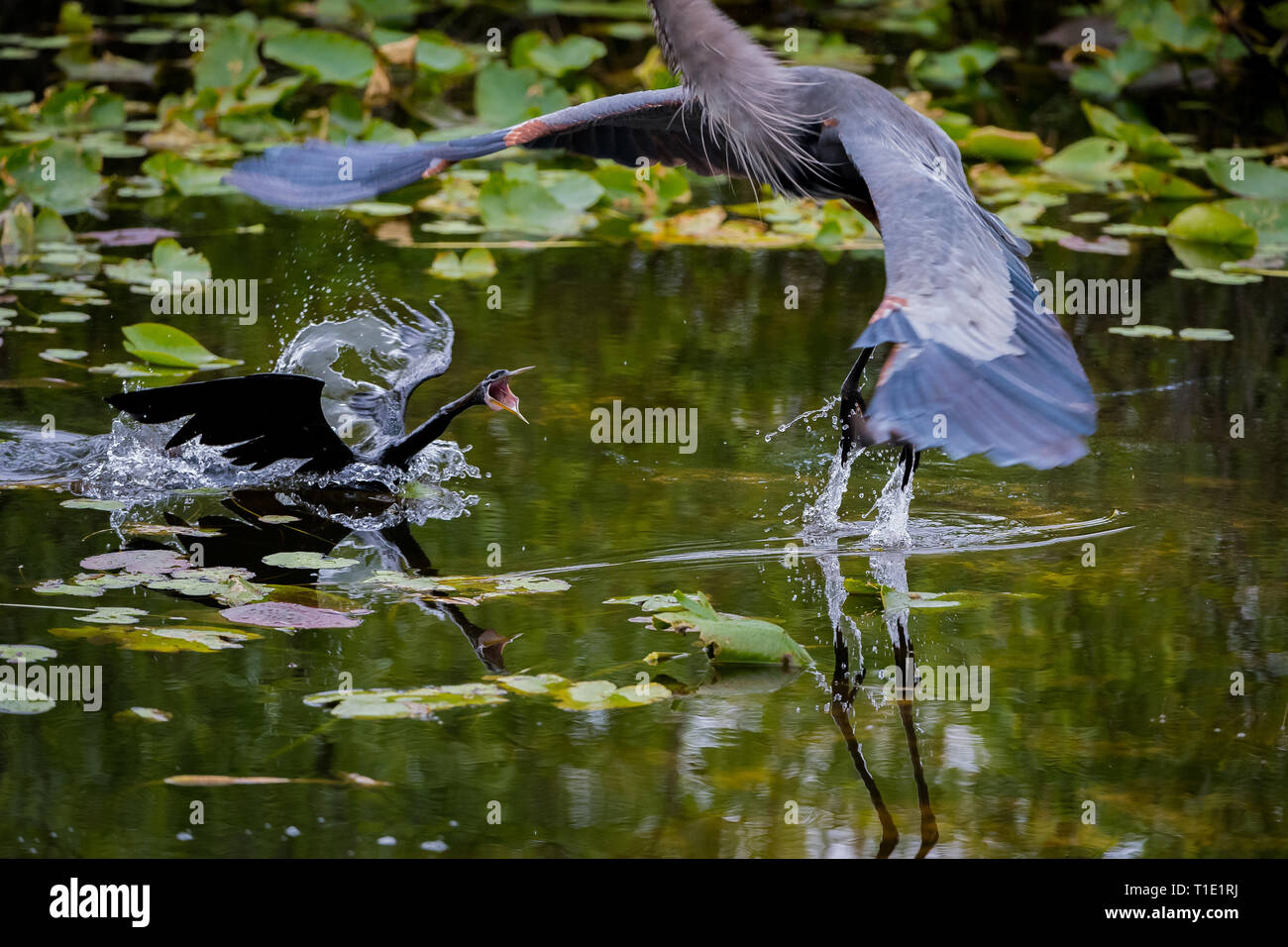 Multi-azione di parte di immagini in una sequenza di un Anhinga lancio di sé al di fuori dell'acqua di attaccare un grande airone cenerino, in Everglades della Florida. Foto Stock