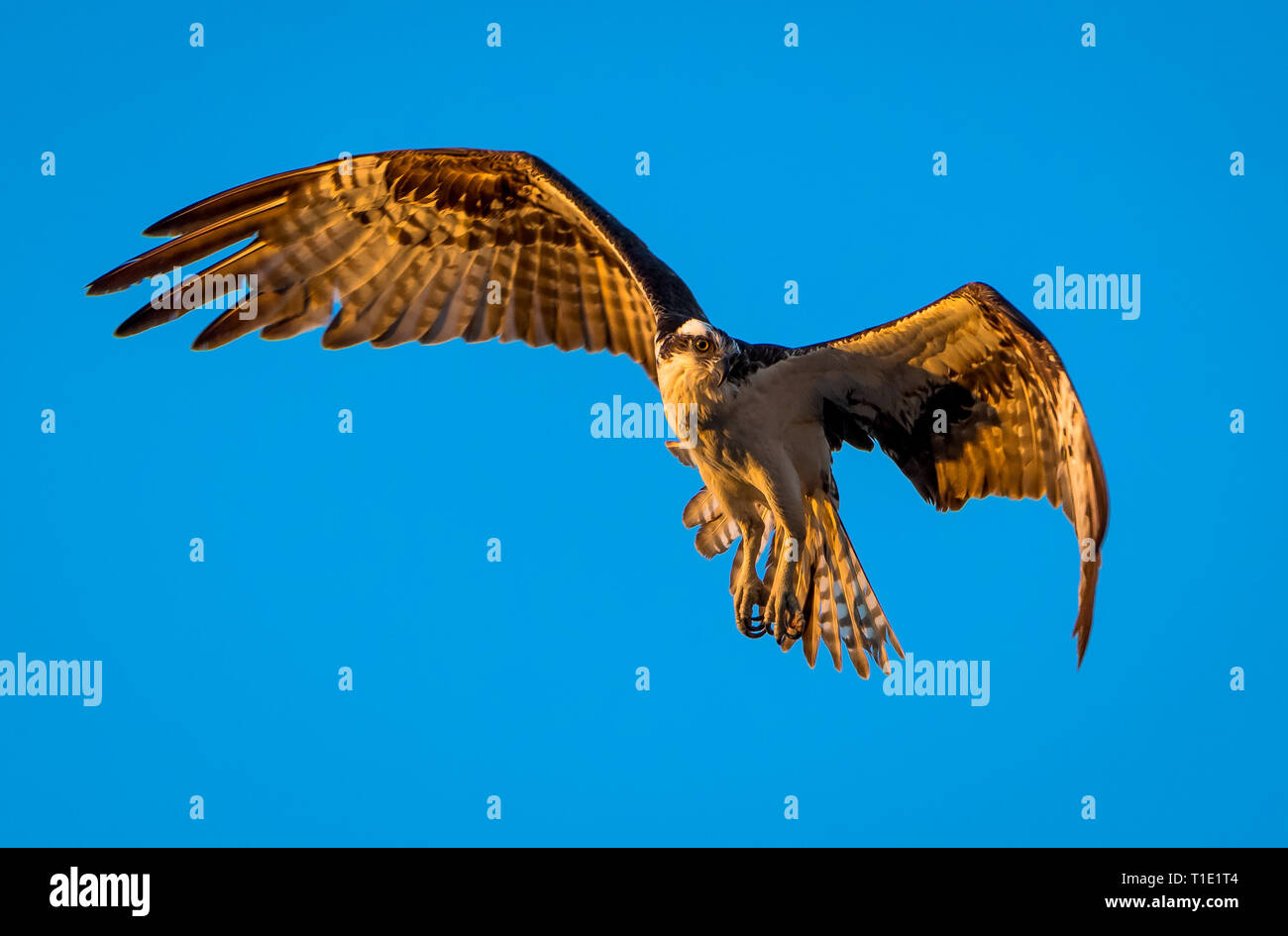 Osprey inarcando le sue ali come orologi per le prede oltre le paludi Everglades vicino a Flamingo campeggio. Foto Stock Osprey inarcando le sue ali come orologi per le prede oltre le paludi Everglades vicino a Flamingo campeggio. Foto Stock