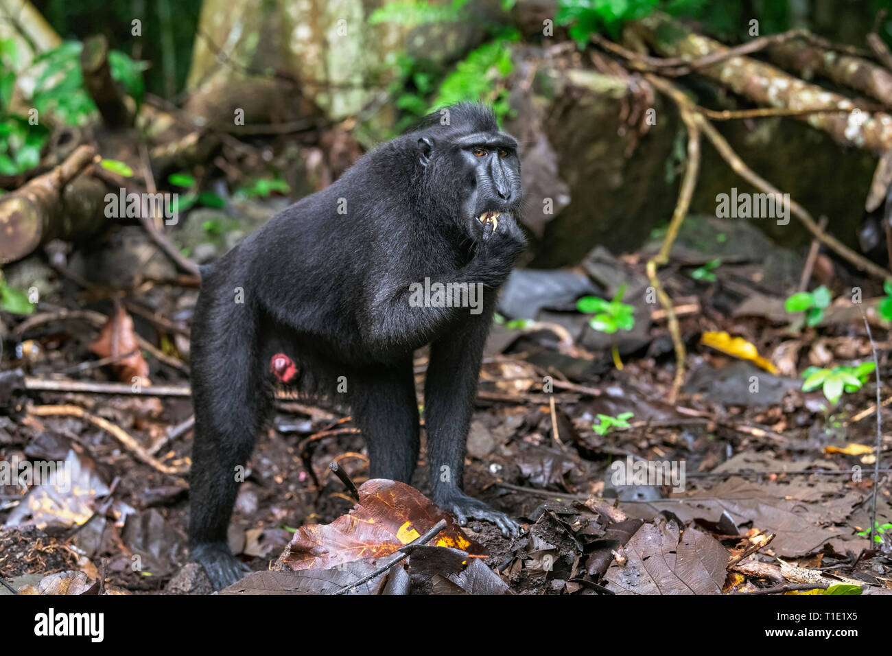 Di Celebes macaco crestato . Crested macaco nero, Sulawesi crested macaco o il black ape. Habitat naturale. Sulawesi. Indonesia. Foto Stock