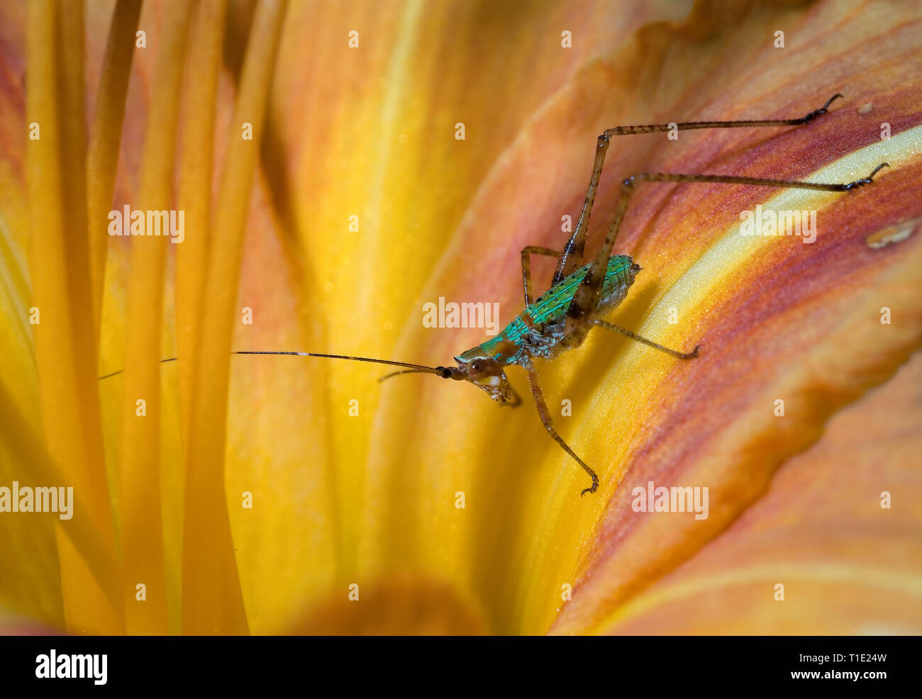 Scudder's bush katydid nymph (Scudderia sp.) sul fiore di daylily (Hemerocallus fulva). Foto Stock
