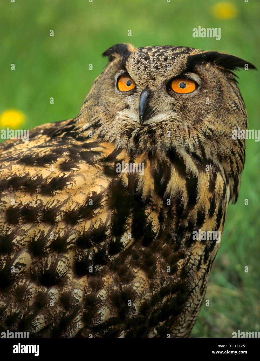 Gufo reale (Bubo bubo); captive campione. Foto Stock