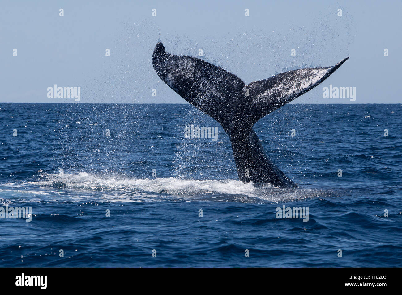 Il Humpback Whale, Megaptera novaeangliae, slam il suo massiccio fluke verso il basso le acque blu del Mar dei Caraibi. Foto Stock