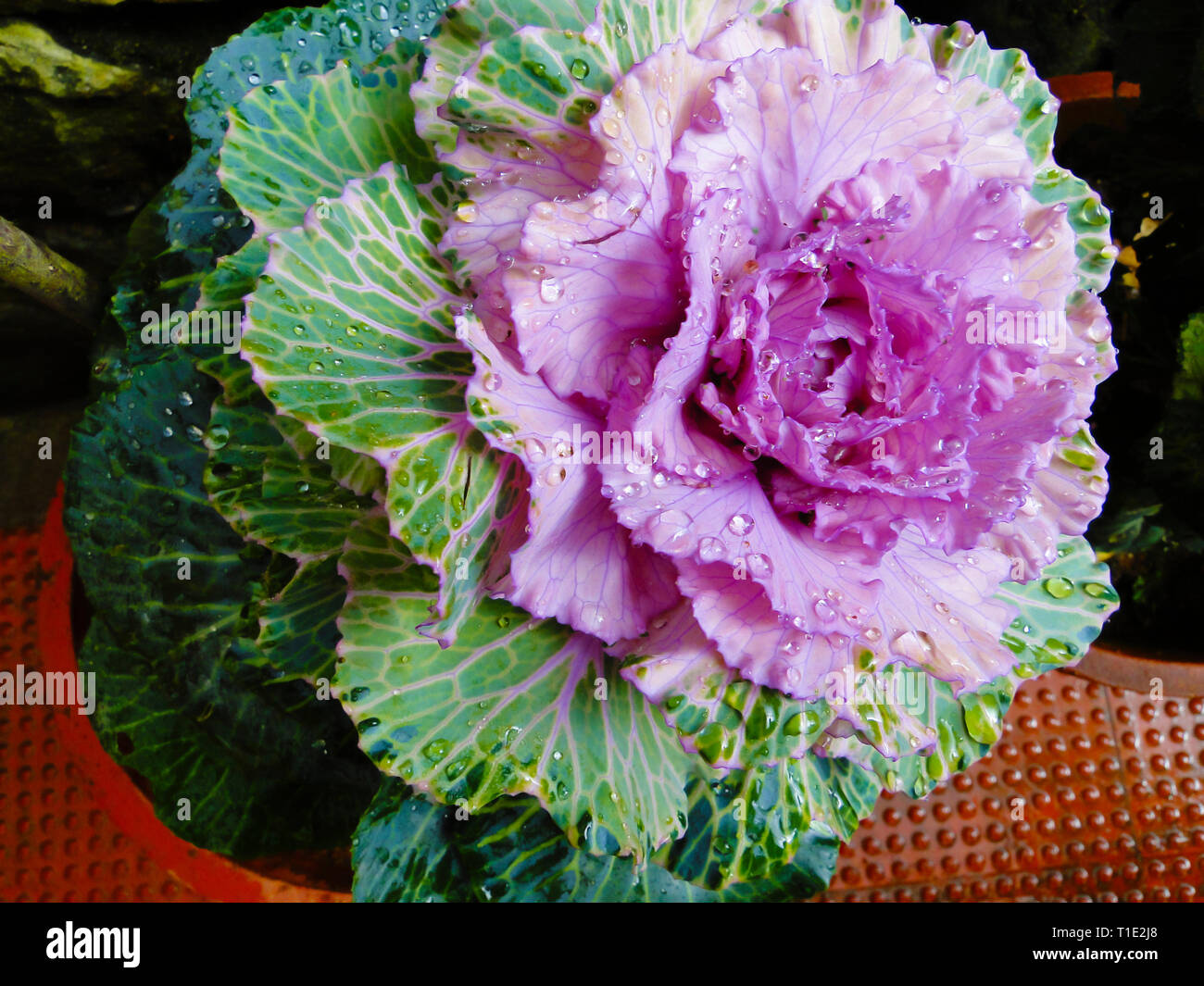 Cavolo riccio, Brassica oleracea, parco botanico, Kerala, India. Foto Stock