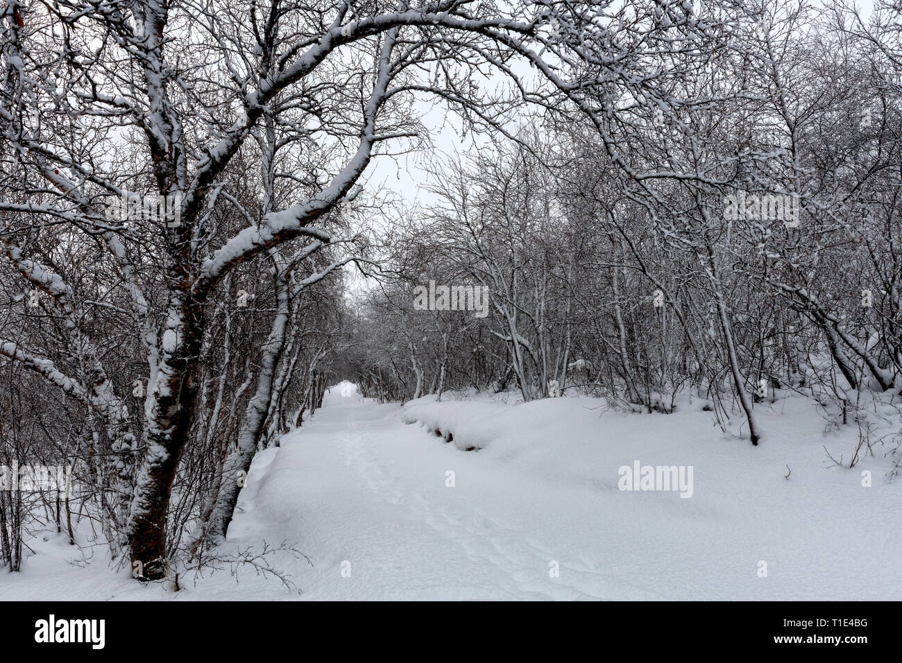 Un sentiero innevato attraverso gli alberi e il nord dell'Islanda Foto Stock