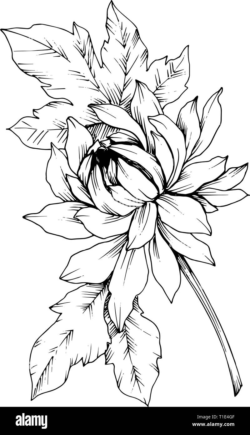 Crisantemo vettore botanico floreale di fiori. Bianco e nero inchiostro inciso art. Fiore isolato illustrazione elemento. Illustrazione Vettoriale