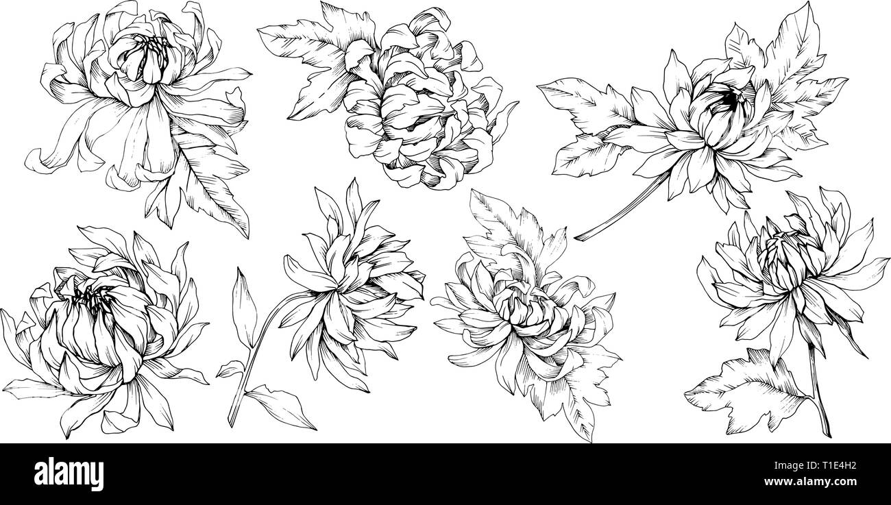 Crisantemo vettore botanico floreale di fiori. Bianco e nero inchiostro inciso art. Fiore isolato illustrazione elemento. Illustrazione Vettoriale