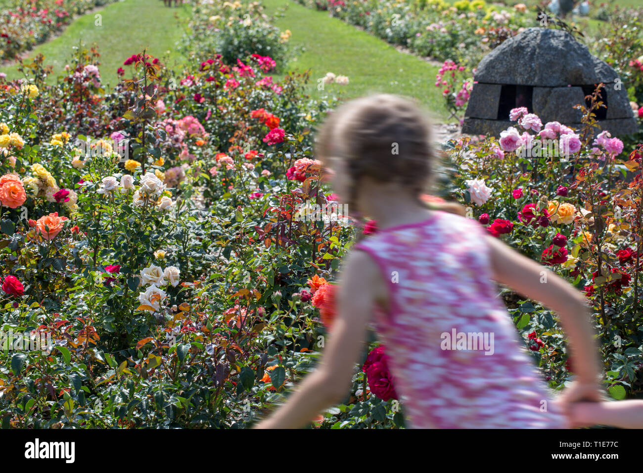 Una bambina corre per ammirare le rose in un bellissimo giardino di rose in estate durante la fioritura. Motion Blur. Foto Stock