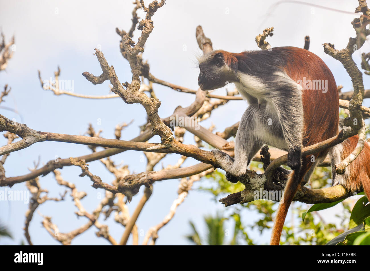 Le scimmie sugli alberi nella foresta di Jozani , Zanzibar , Tanzania Foto Stock