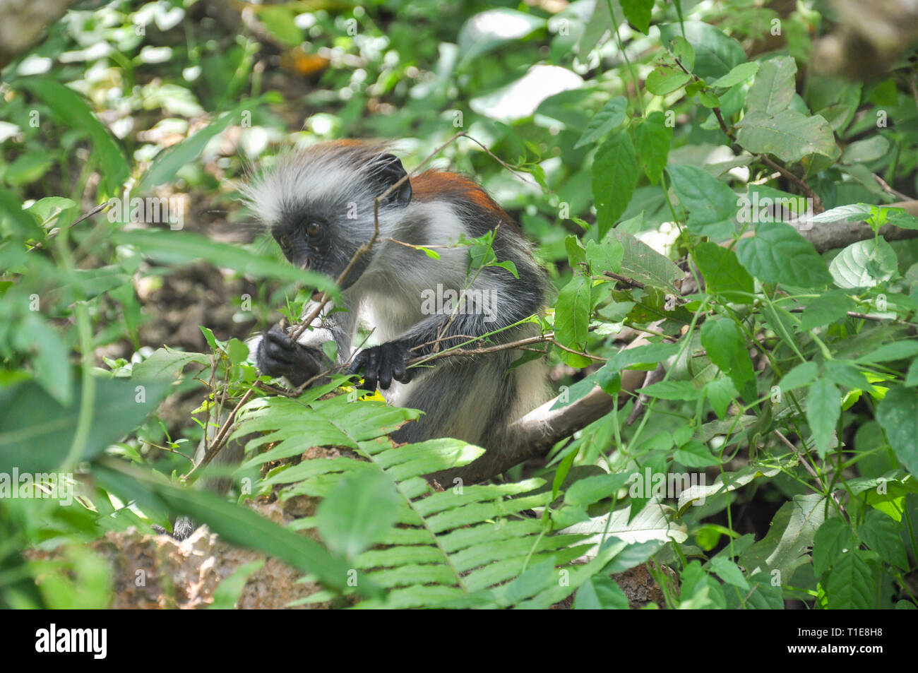 Le scimmie sugli alberi nella foresta di Jozani , Zanzibar , Tanzania Foto Stock