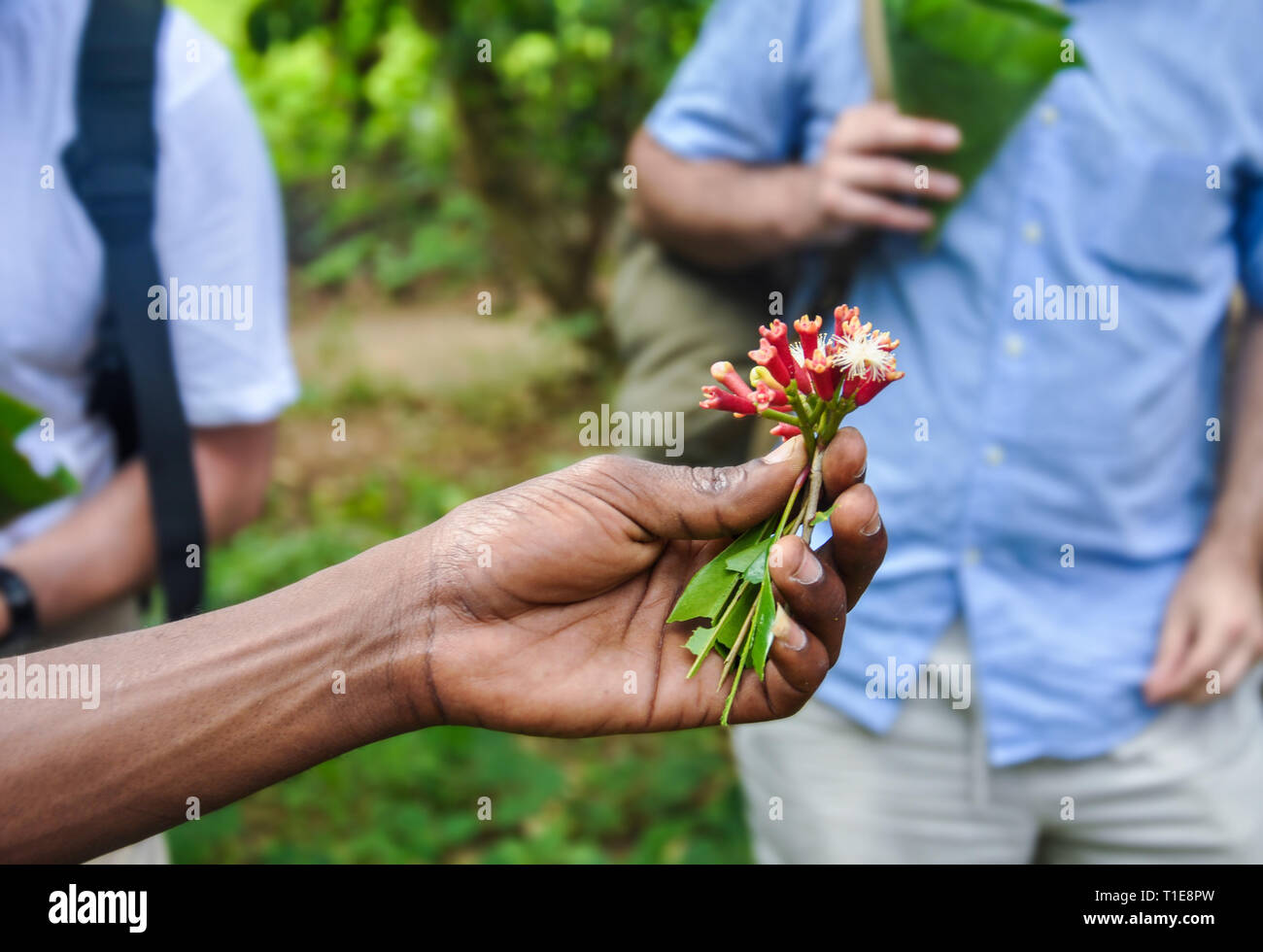 Zanzibar Tanzania Natural make up Spice Foto Stock