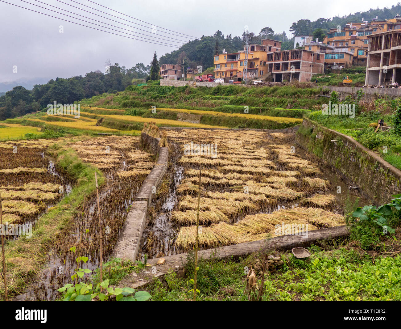 Riso raccolto in risaie, Yunnan, Cina Foto Stock