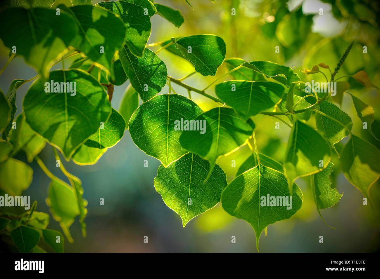 Il verde delle foglie. Primo piano di foglie di una pianta di casa Foto Stock