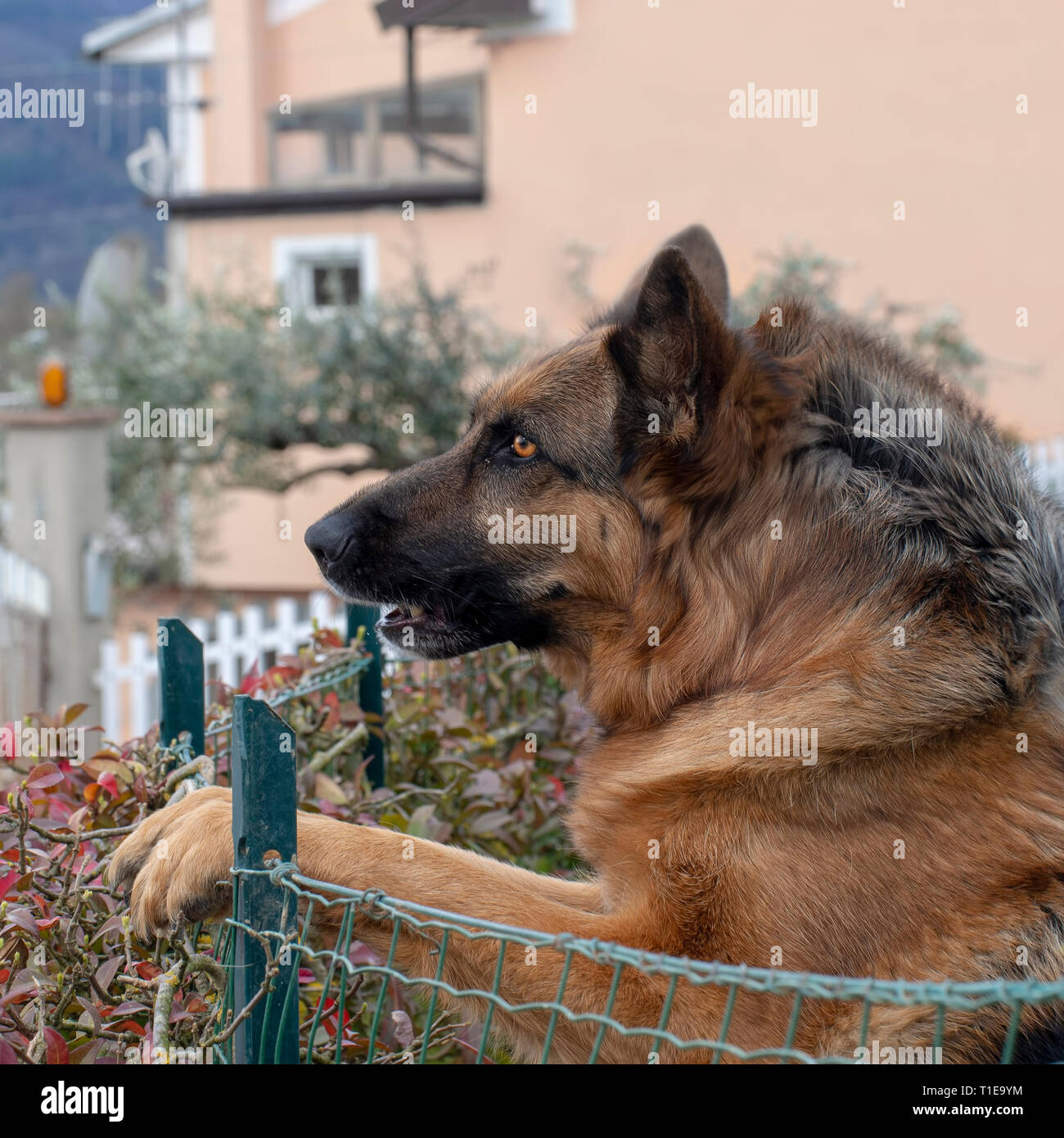Colpo di Testa di pastore tedesco o cane alsaziano all'aperto in giardino. Bello cane. Foto Stock