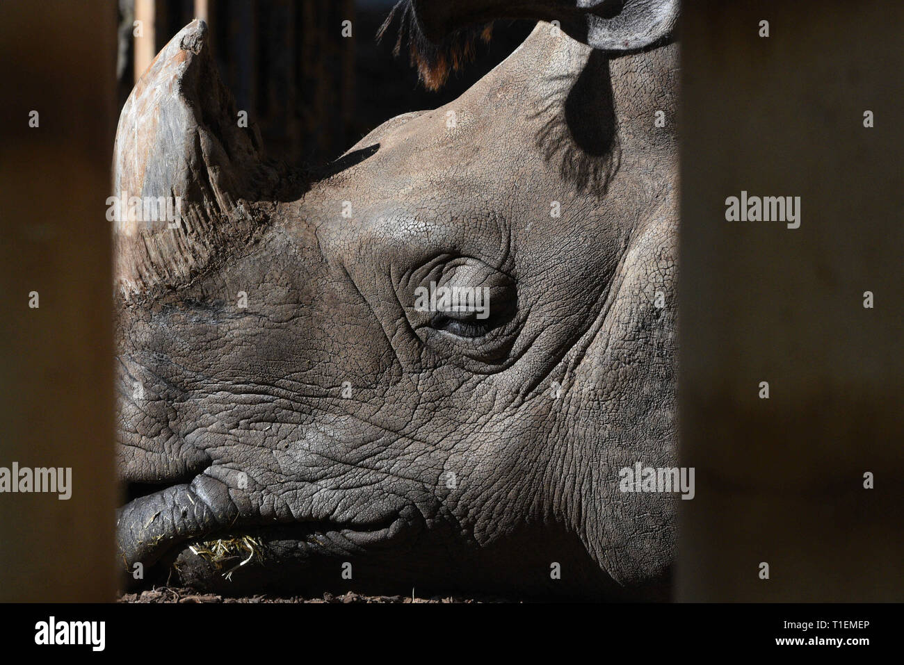 Marzo 26, 2019 - Madrid, Madrid, Spagna - Un rinoceronte indiano (Rhinoceros unicornis) è visto prendere il sole presso lo zoo di Madrid, dove le temperature hanno raggiunto fino a 24ÂºC gradi durante il pomeriggio ore..Spagna agenzia meteo AEMET detta molla sarà più caldo e meno piovosa rispetto al normale in tutta la Spagna, dopo il secondo essiccatore inverno del XXI secolo e la quinta dal 1965. (Credito Immagine: © Giovanni Milner/SOPA immagini via ZUMA filo) Foto Stock
