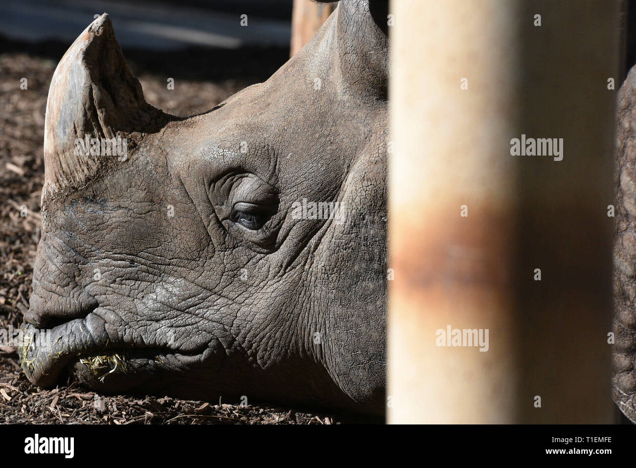 Madrid, Madrid, Spagna. 26 Mar, 2019. Un rinoceronte indiano (Rhinoceros unicornis) è visto prendere il sole presso lo zoo di Madrid, dove le temperature hanno raggiunto fino a 24ÂºC gradi durante il pomeriggio ore.La Spagna agenzia meteo AEMET detta molla sarà più caldo e meno piovosa rispetto al normale in tutta la Spagna, dopo il secondo essiccatore inverno del XXI secolo e la quinta dal 1965. Credito: John Milner/SOPA Immagini/ZUMA filo/Alamy Live News Foto Stock