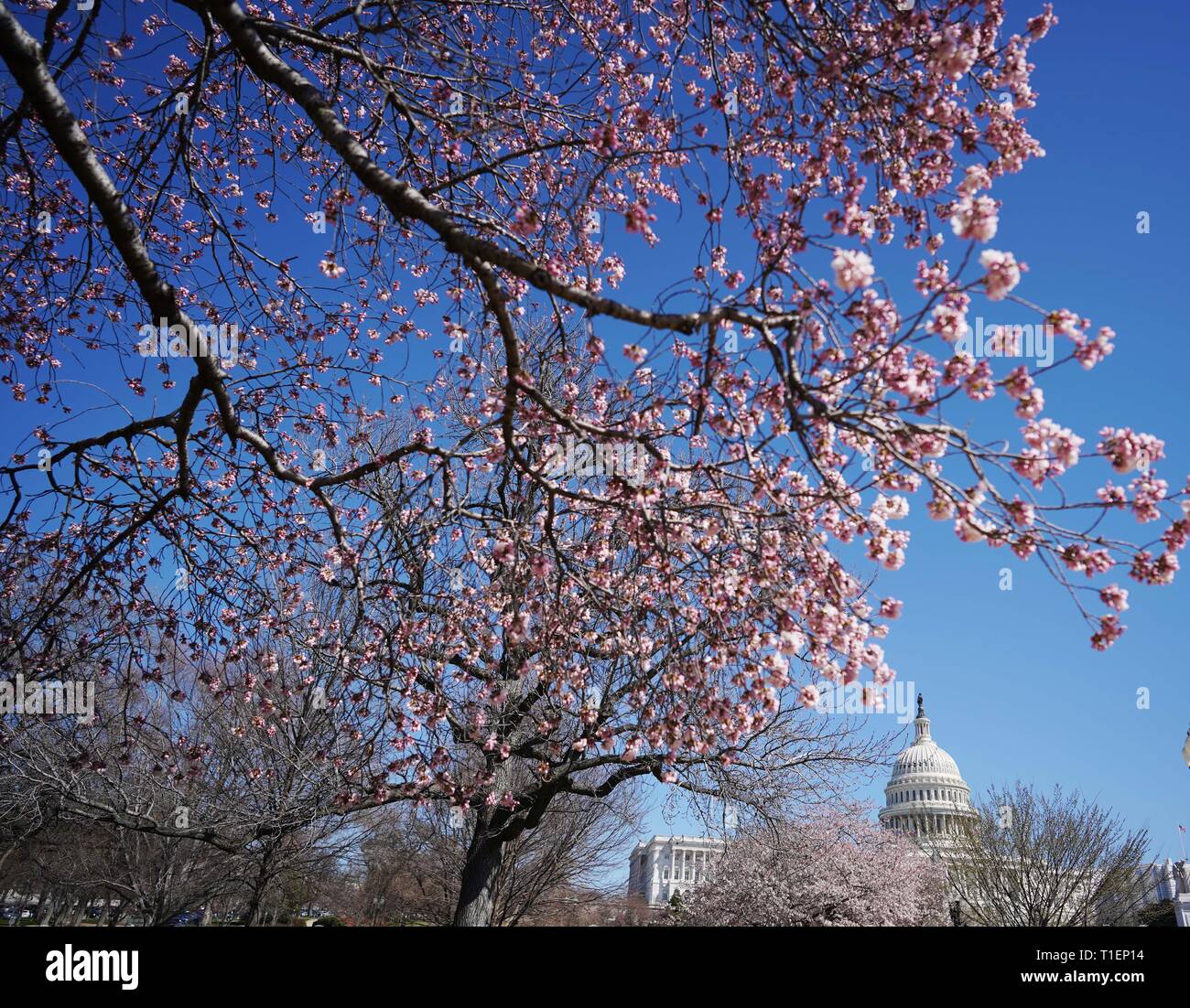 Washington, Stati Uniti d'America. 26 Mar, 2019. Gli Stati Uniti Capitol è visto in Washington, DC, Stati Uniti, il 26 marzo 2019. Gli Stati Uniti Casa dei Rappresentanti non riuscita su Martedì per ignorare il presidente Donald Trump il veto di una risoluzione del congresso del suo blocco di dichiarazione di una emergenza nazionale presso la nazione meridionale del confine con il Messico. Credito: Liu Jie/Xinhua/Alamy Live News Foto Stock