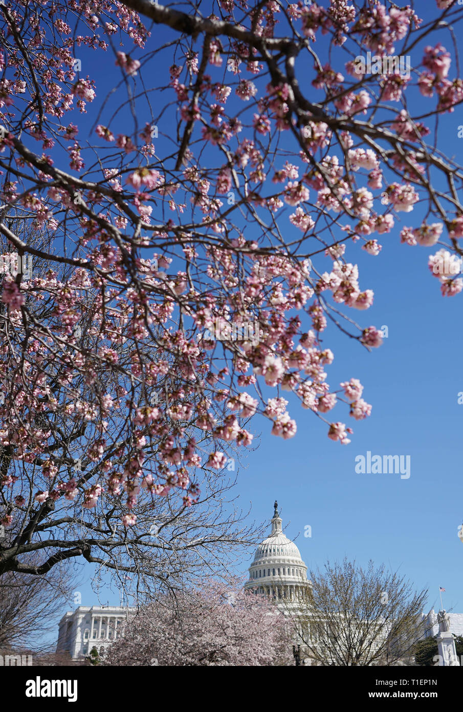 Washington, Stati Uniti d'America. 26 Mar, 2019. Gli Stati Uniti Capitol è visto in Washington, DC, Stati Uniti, il 26 marzo 2019. Gli Stati Uniti Casa dei Rappresentanti non riuscita su Martedì per ignorare il presidente Donald Trump il veto di una risoluzione del congresso del suo blocco di dichiarazione di una emergenza nazionale presso la nazione meridionale del confine con il Messico. Credito: Liu Jie/Xinhua/Alamy Live News Foto Stock