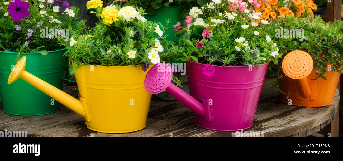 Varietà di fiori che crescono in annaffiatoio display. Al's Gardens. Sherwood, Oregon Foto Stock