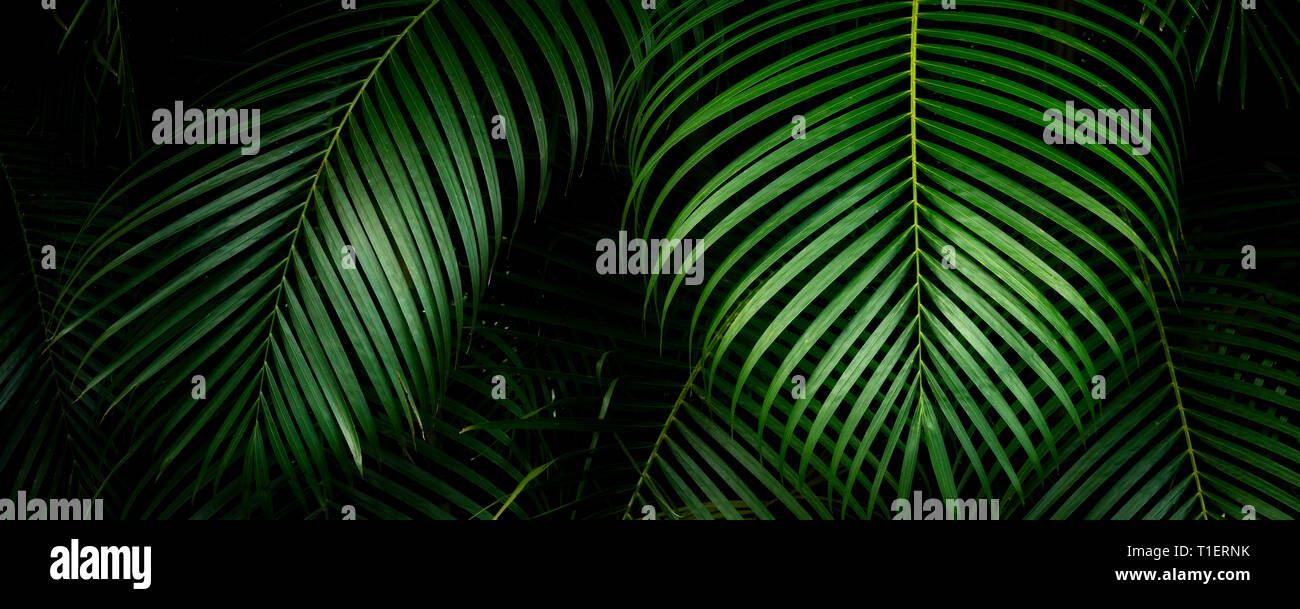 Close up di bambù Palm. Mahi Mahakonia piantagione di mogano. Dal Wai Koa Loop Trail Kauai, Hawaii Foto Stock