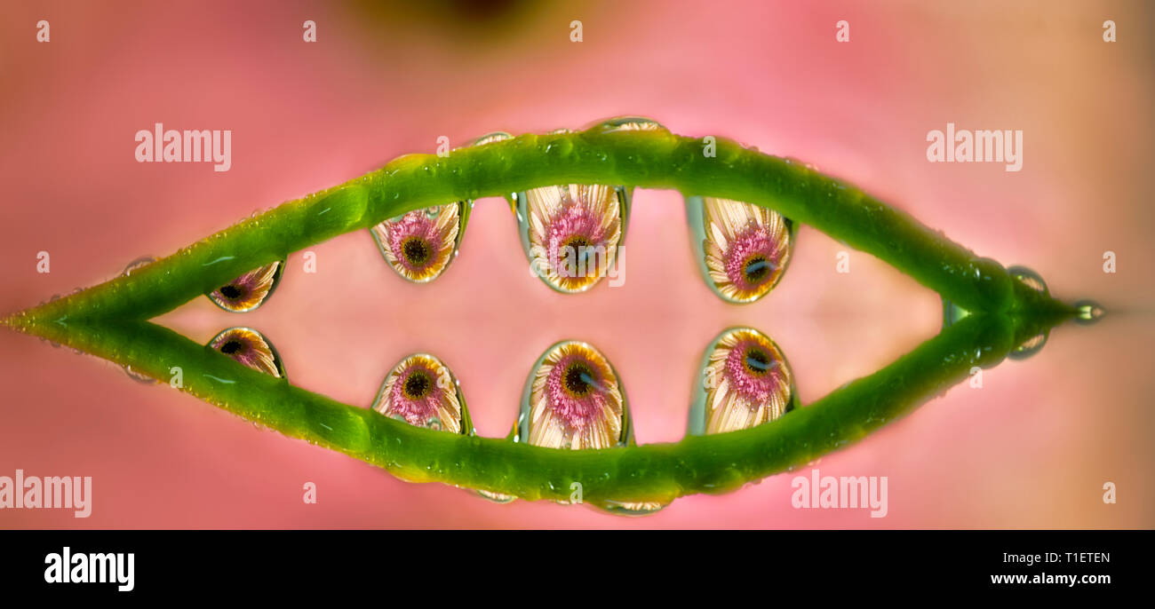 Fiore di Gerbera rifratta in gocce d'acqua. Oregon Foto Stock