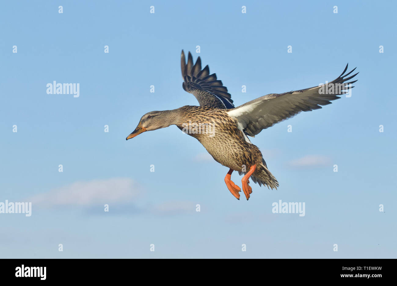 Mallard Duck in volo contro un cielo blu con nuvole - naturale 'come shot' sullo sfondo - non photoshopped Foto Stock