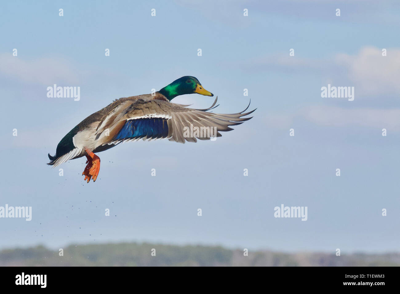 Mallard Duck in volo contro un cielo blu con nuvole - naturale 'come shot' sullo sfondo - non photoshopped Foto Stock