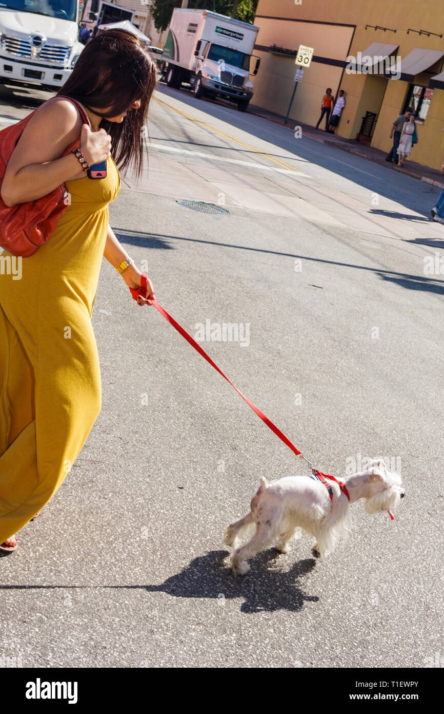 Miami Florida,Coral Gables,Coral Way,Miracle Mile,ispanico Latino etnia immigranti minoranza,adulti adulti donna donne donna donna donna donna donna donna, cane Foto Stock