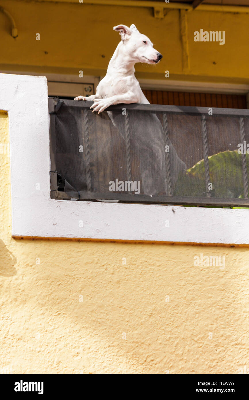 Miami Beach Florida, balcone, ringhiera, cani bianchi, animali domestici, animale, in piedi su due gambe, guardando fuori dal balcone, divertente, divertente, divertente, visitatori viaggio di viaggio Foto Stock