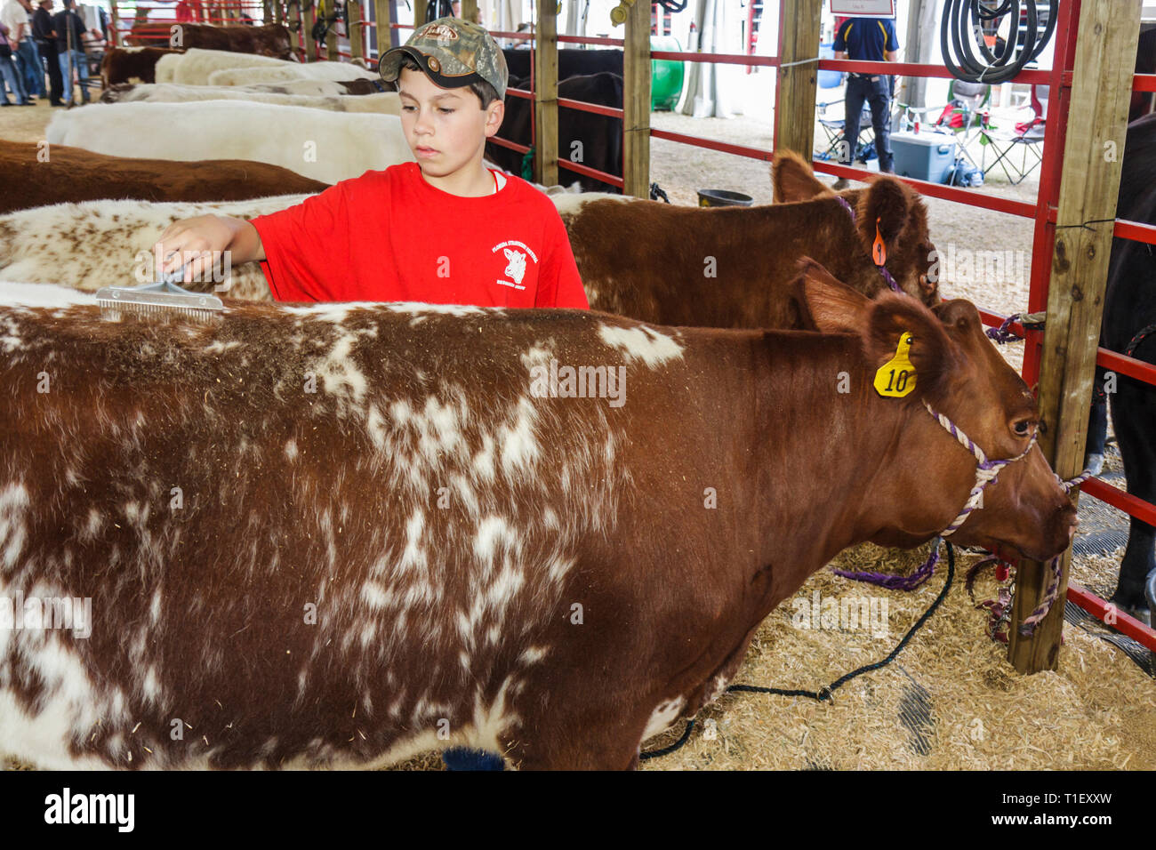 Miami Florida, Kendall, Tropical Park, Miami International Agriculture and Cattle Show, allevamento, commercio di bestiame, Agri business, ragazzi, ragazzi ragazzi maschi bambini chil Foto Stock