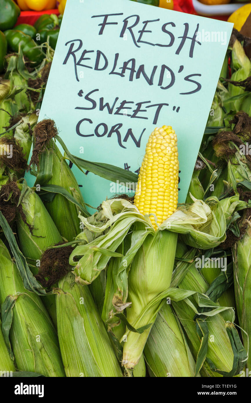 Miami Florida, Kendall, Tropical Park, Miami International Agriculture & Cattle Showtrade, Agri business, mercato agricolo, verdure, orticoltura, mais dolce Foto Stock