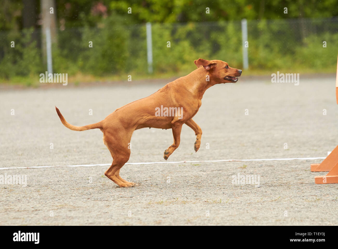 Cane rhodesiano saltando su un allenamento per l'agilità su un cane parco giochi. Foto Stock