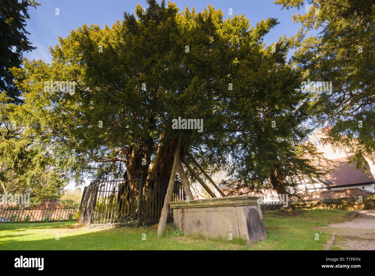 L'antico albero di Yew pensato per essere 1500-2000 anni una delle sette meraviglie del Galles a Santa Maria Vergine Chiesa Overton su Dee Galles del Nord Foto Stock