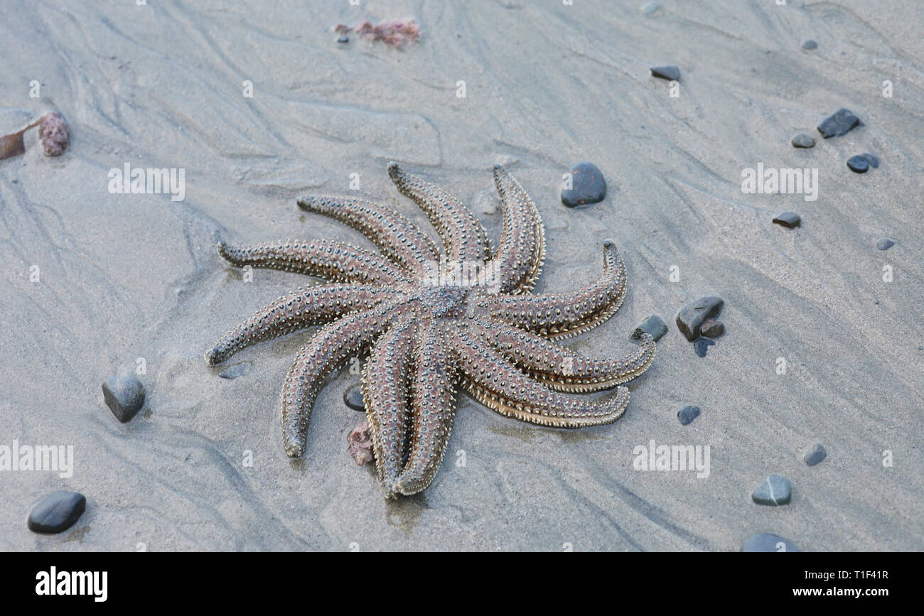 Stella di mare sulla spiaggia Foto Stock