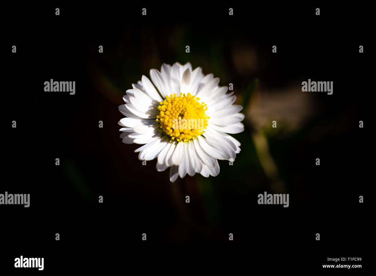 Una bella daisy Foto Stock