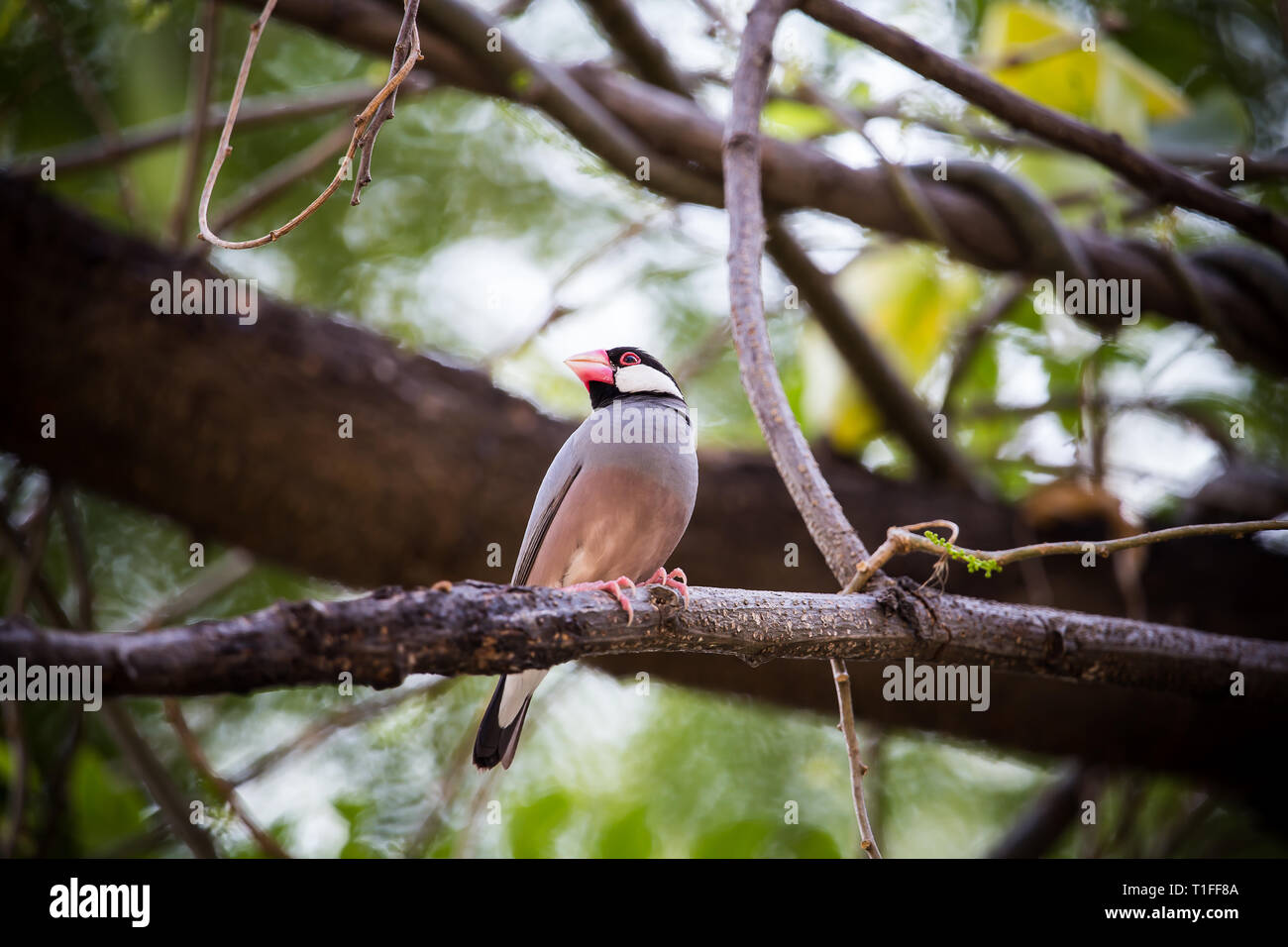 Java sparrow ( Lonchura oryzivora) la lunghezza della bocca e la punta della coda di circa 13-17 cm di testa e di coda e di nero attorno agli occhi e le guance rosse, il Foto Stock