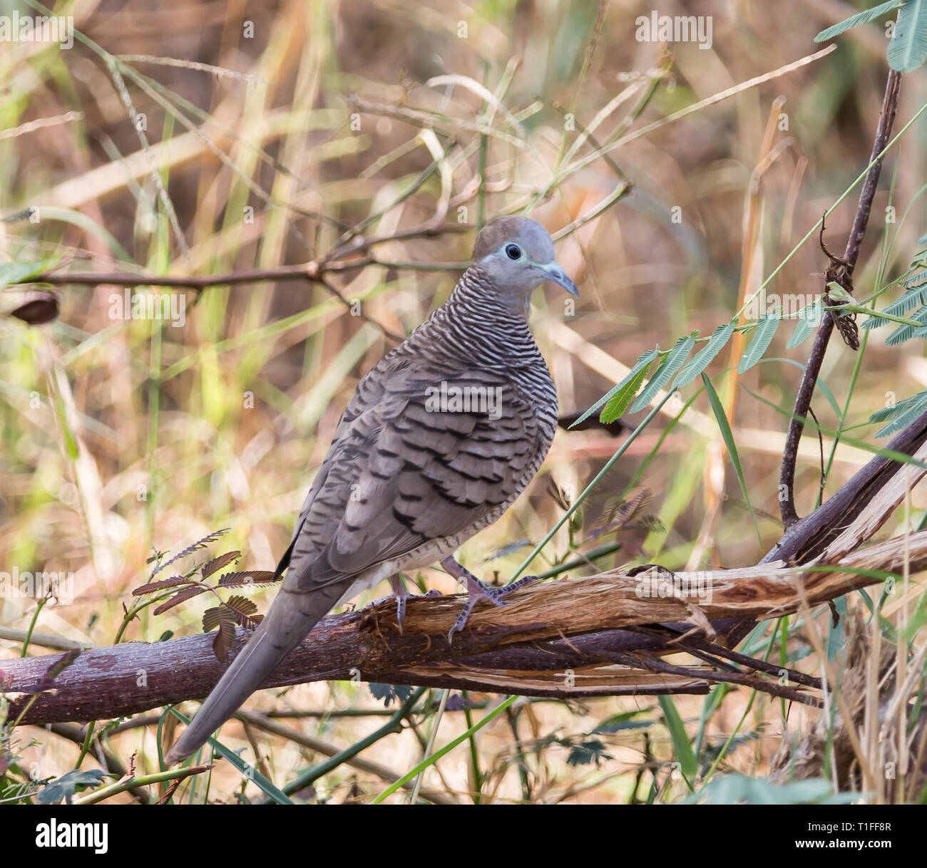 Zebra colomba (Geopelia striata) Iavan colomba con i capelli grigi, testa grigia. Il colore della testa è di colore blu. Il lato del collo è nero con alternanza di whi Foto Stock
