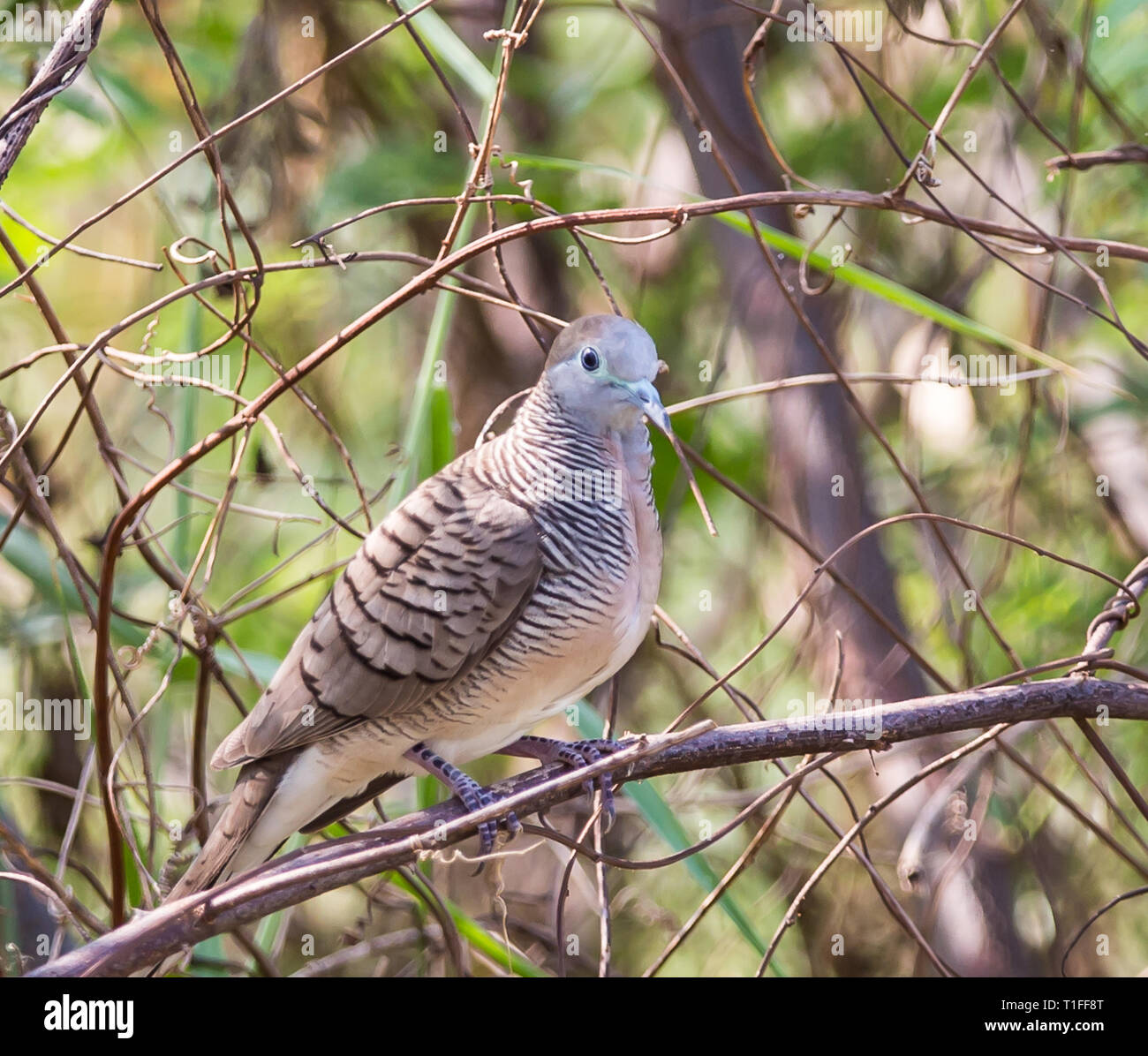 Zebra colomba (Geopelia striata) Iavan colomba con i capelli grigi, testa grigia. Il colore della testa è di colore blu. Il lato del collo è nero con alternanza di whi Foto Stock