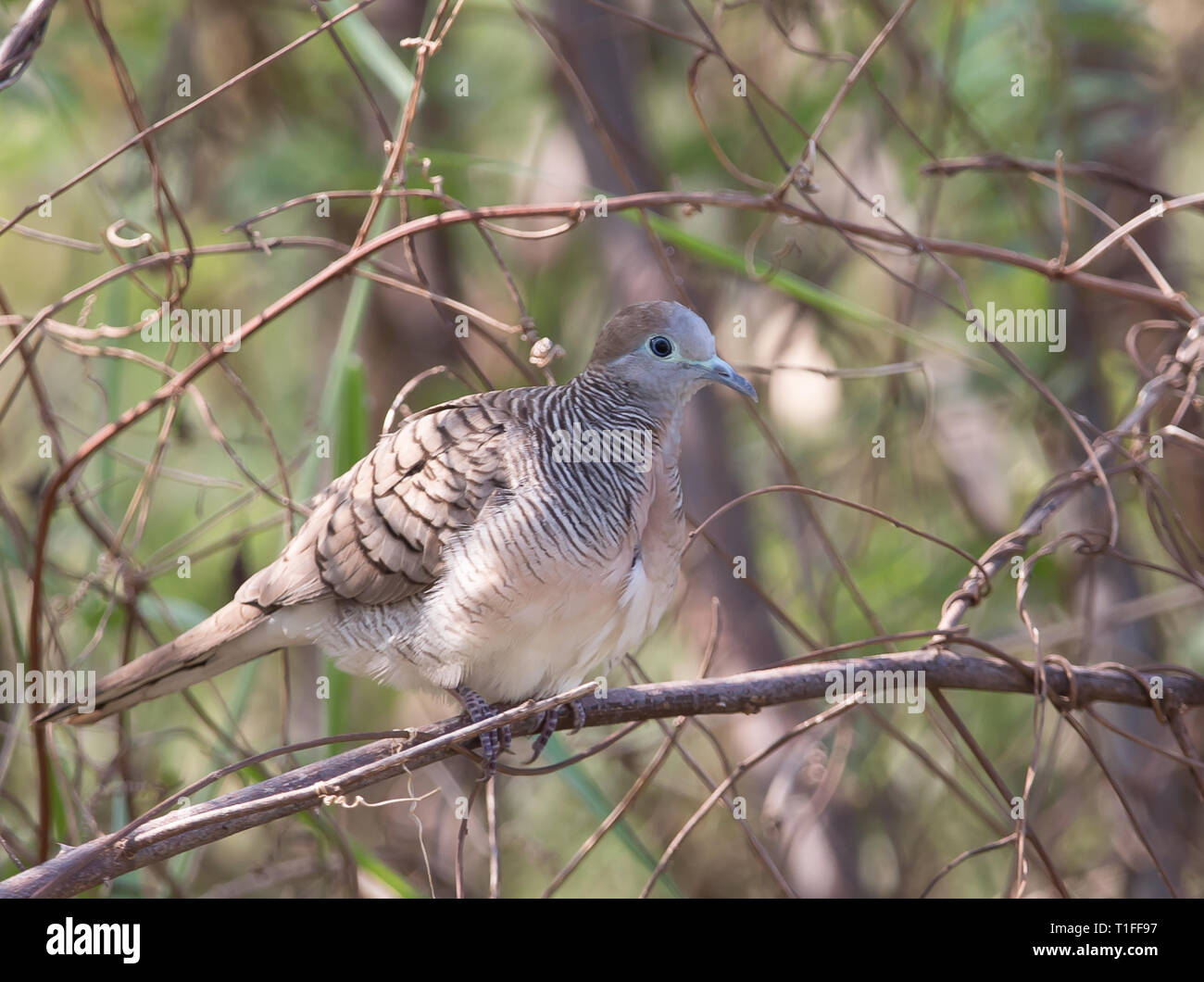 Zebra colomba (Geopelia striata) Iavan colomba con i capelli grigi, testa grigia. Il colore della testa è di colore blu. Il lato del collo è nero con alternanza di whi Foto Stock