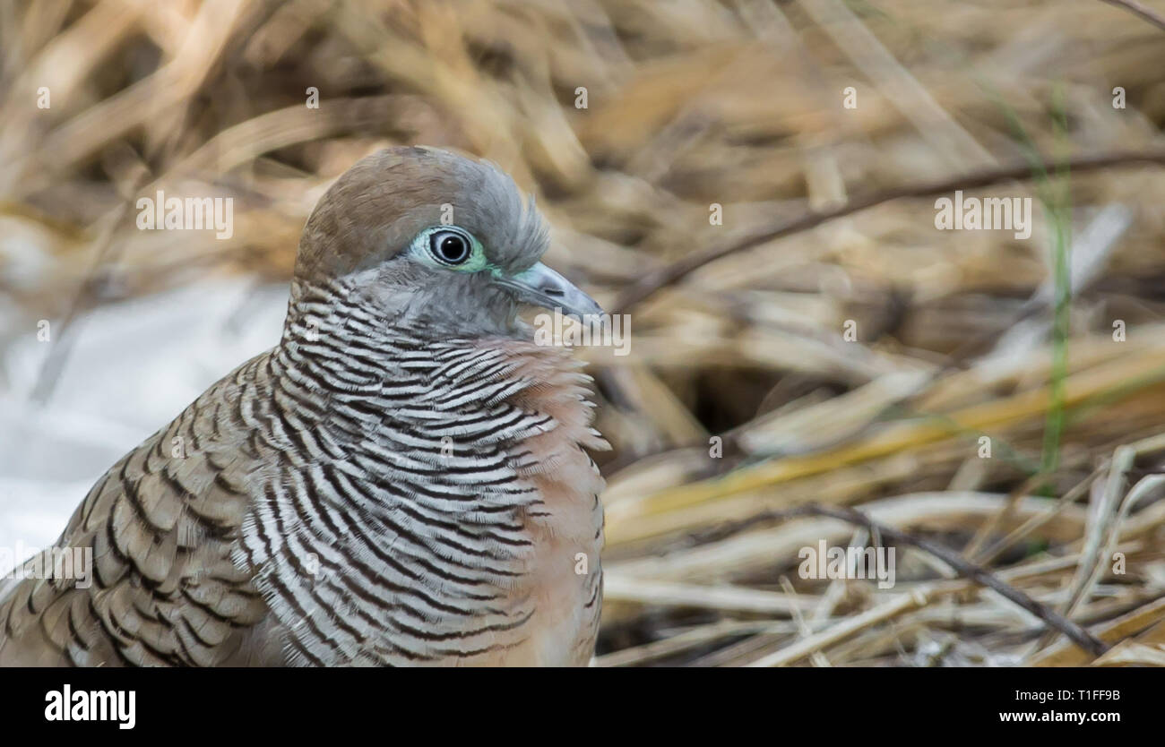 Zebra colomba (Geopelia striata) Iavan colomba con i capelli grigi, testa grigia. Il colore della testa è di colore blu. Il lato del collo è nero con alternanza di whi Foto Stock