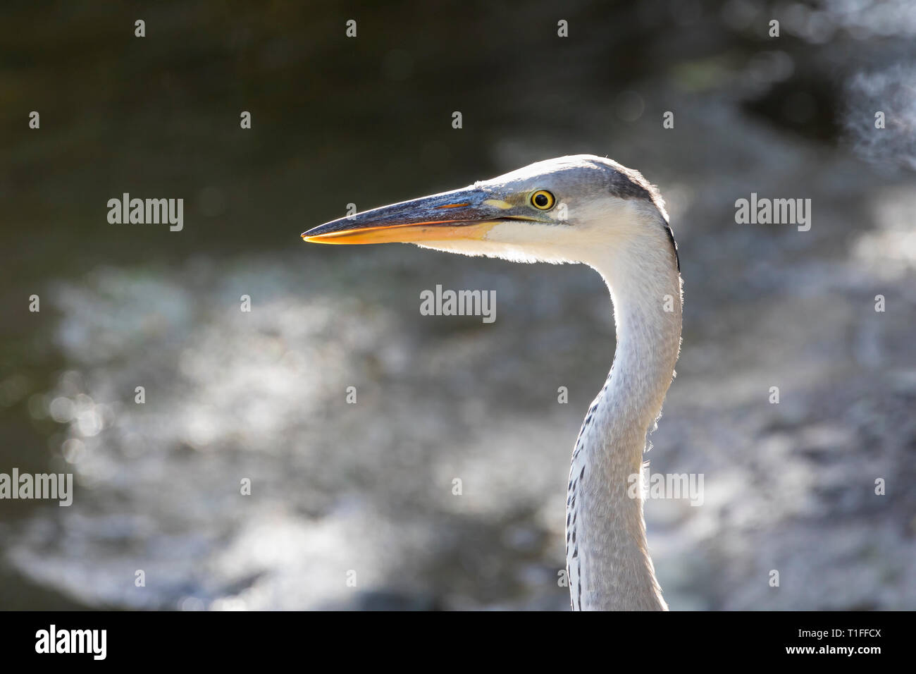 I capretti airone cenerino, Ardea cinerea a Leidam, Montagu, Western Cape, Sud Africa in estate, vicino la vista laterale headshot in habitat naturali Foto Stock