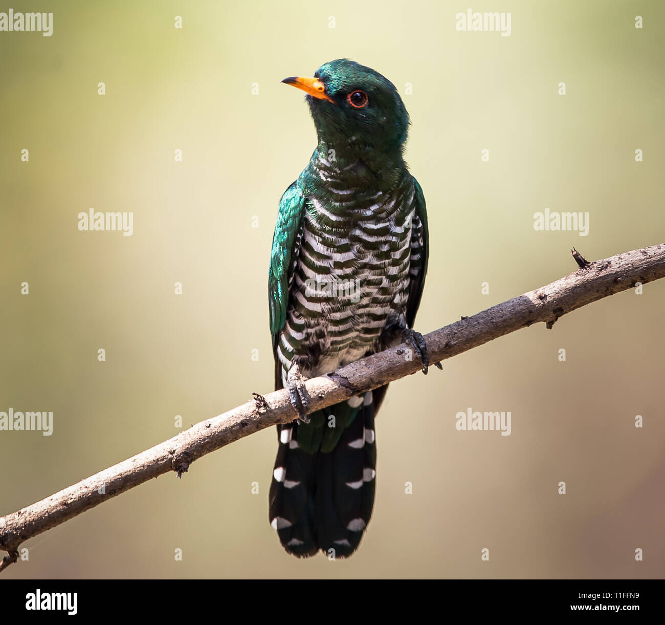 Asian Emerald cuculo (Chrysococcyx maculatus) Generale bocca nera. La coda è di colore nero e bianco. Voce maschile: la testa, la coda e le luci di coda sono di color verde smeraldo. Lowe Foto Stock