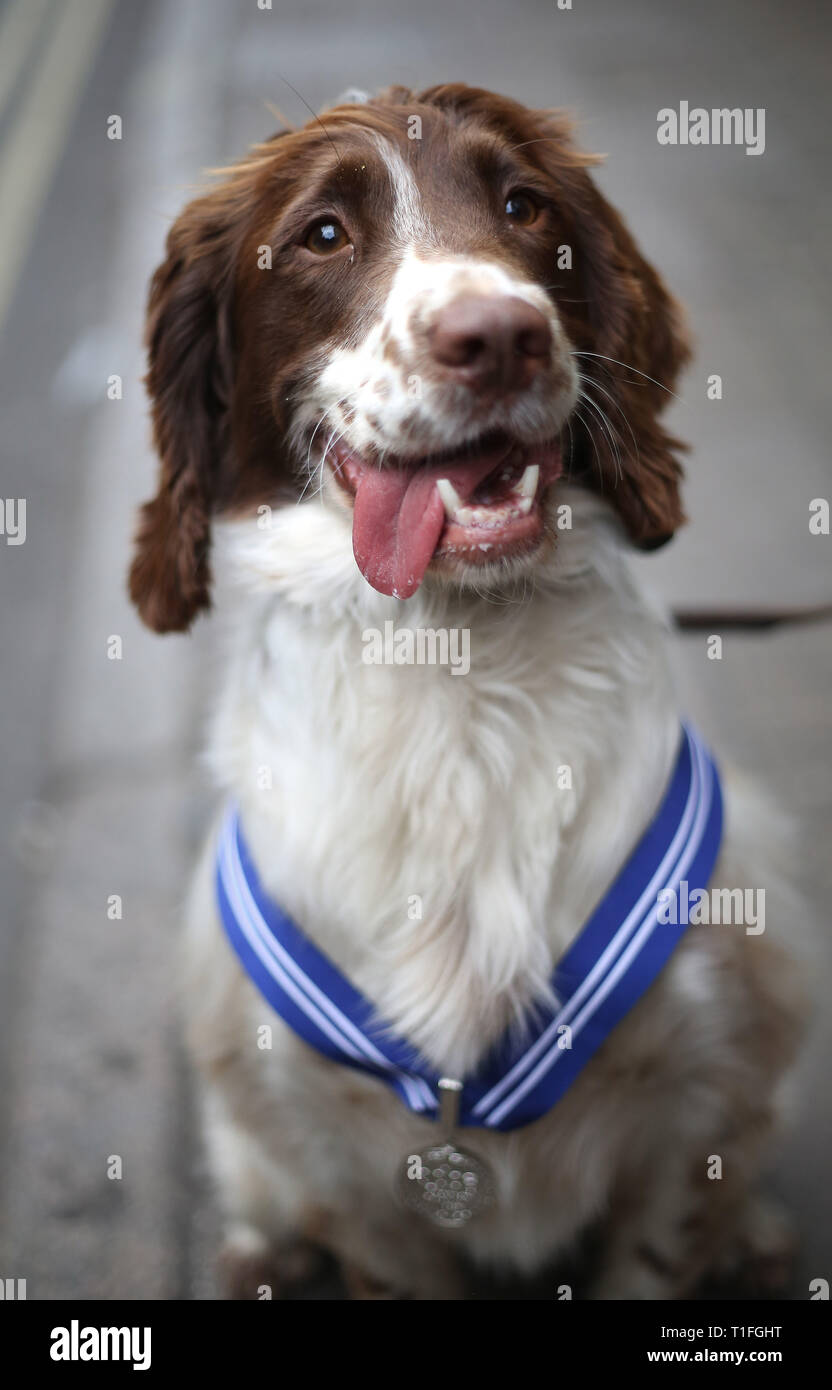 PD Kai, rilevamento esplosivi cane, riceve il PDSA ordine di merito, per attacco terroristico gesta eroiche. Lei è uno dei sette hero polizia cani che ricevono un premio per aiutare i servizi di emergenza durante il 2017 Londra gli attentati a Westminster Bridge, London Bridge e di Borough Market. Foto Stock