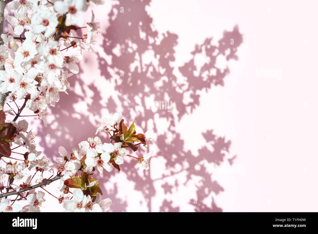 Albero in fiore con bianco, fiori di colore rosa nella mattina di sole e ombra, offuscata dalla luce del sole. Soft focus. Primavera sbocciano i fiori Flower background. Foto Stock