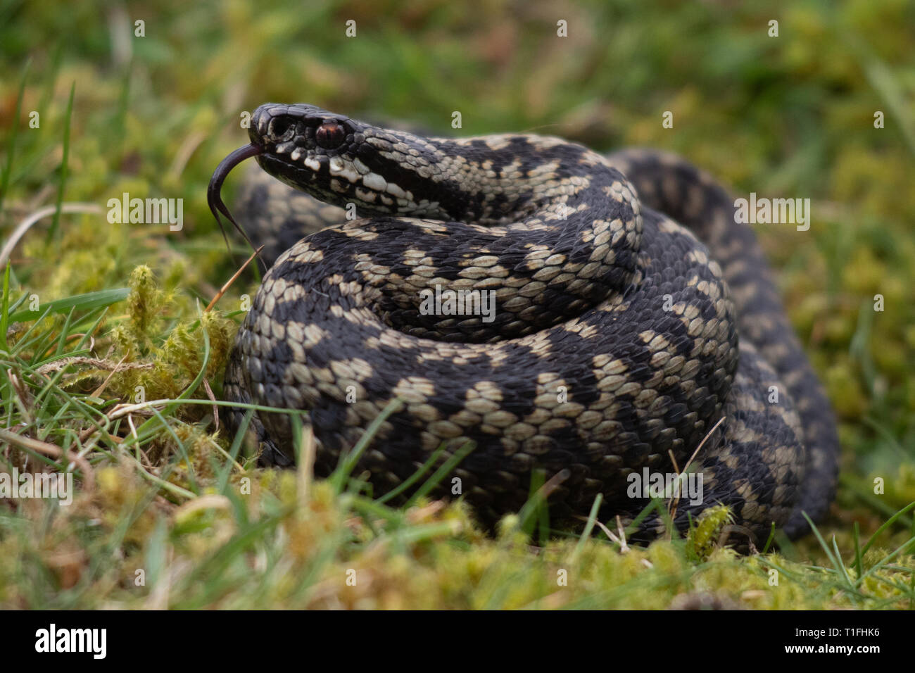 Il sommatore 'Vipera berus' aletta a spirale Flick Foto Stock