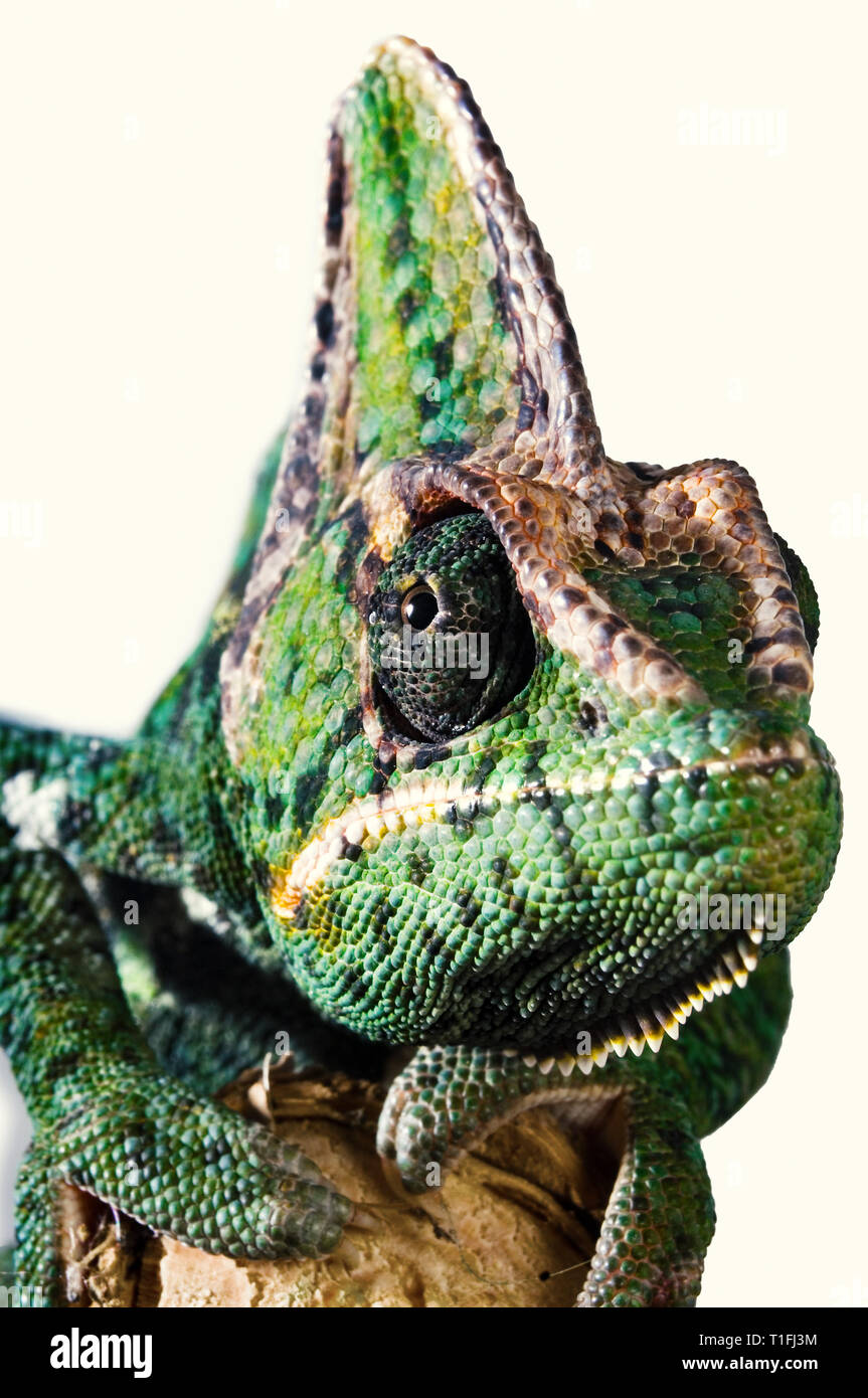 Close-up di una testa di un giallo verde camaleonte dalla parte anteriore di un occhio è il fissaggio della fotocamera. Foto Stock