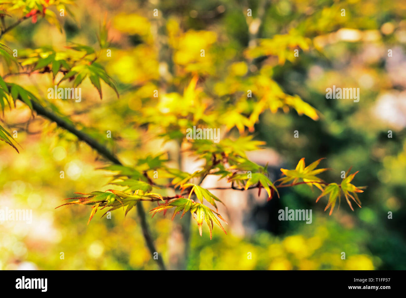 Acero giapponese - acer palmatum - sfondo , belle foglie verdi con bordi  rosso ,lascia con sette lobi e lobi appuntiti Foto stock - Alamy