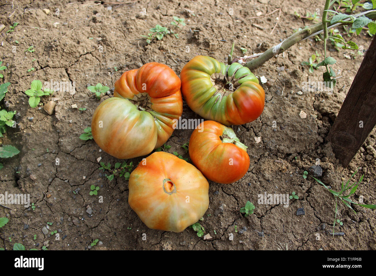 Pomodori acerbi da giardino biologico Foto Stock