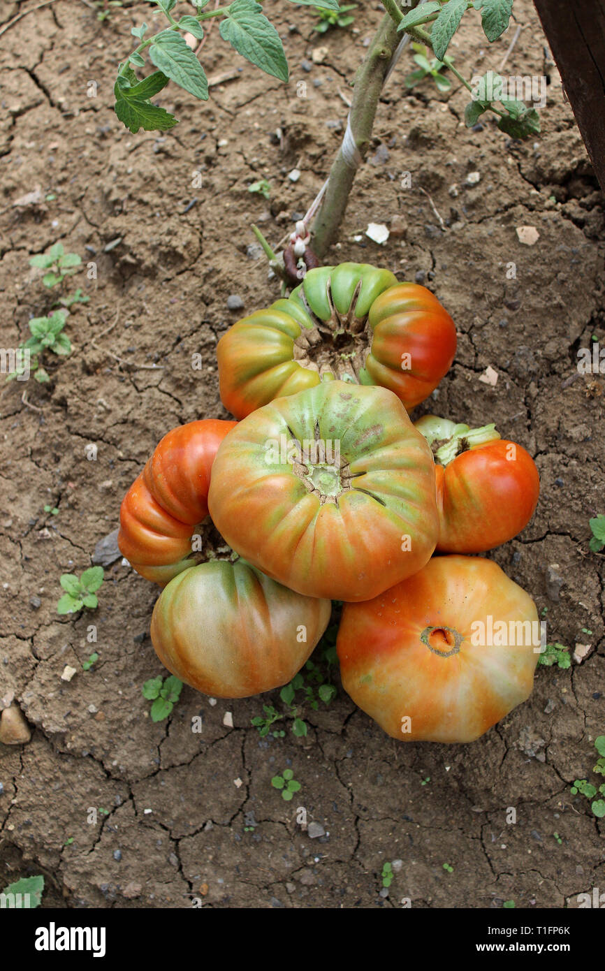 Pomodori acerbi appena raccolto dal giardino biologico Foto Stock