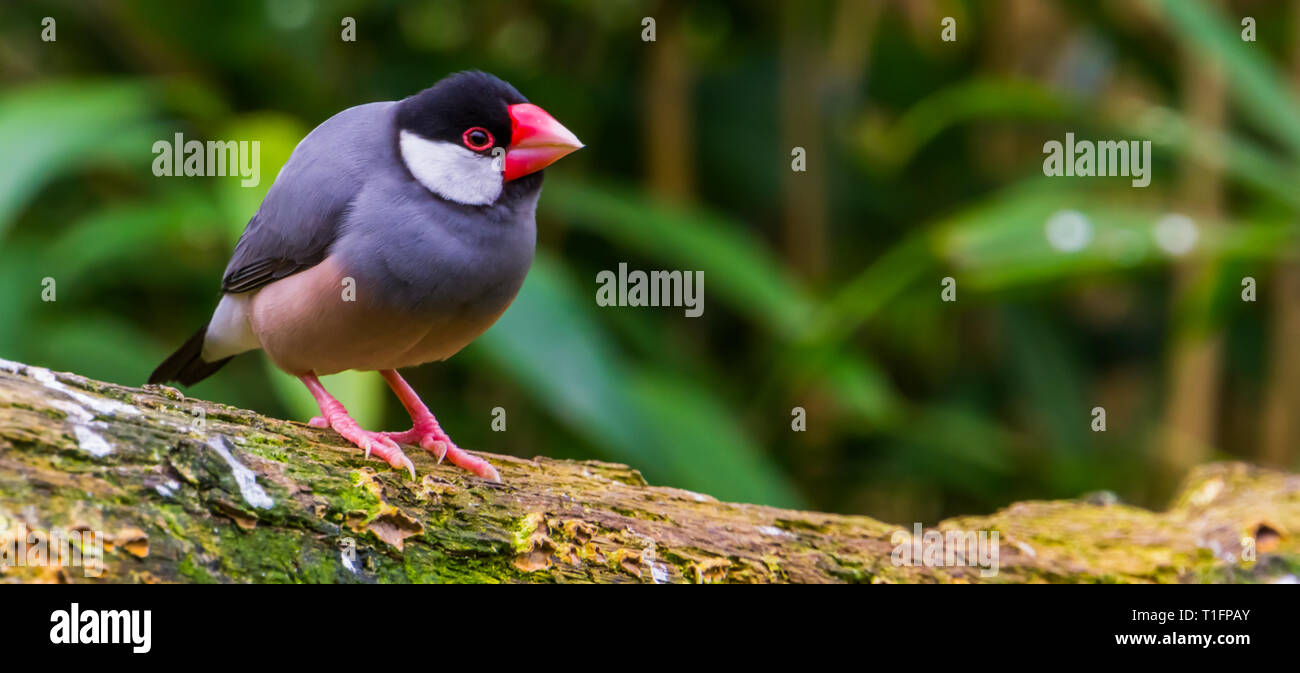Riso Java sparrow, popolare uccello tropicale dal java isola di Indonesia, popolare voliera pet in avicoltura, minacciate specie di uccelli Foto Stock